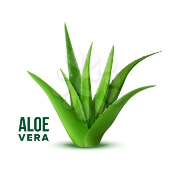 Natural Vitamin Healthy Plant Aloe Vera Vector. Realistic Medicine Botanic Herbal Green Plant With Thorn Leaves For Skincare Dermatology Cosmetic, Lotion Or Gel And Mask Ingredient. Realistic Illustration