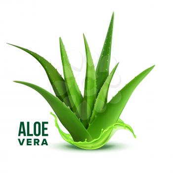 Natural Medicine Foliage Plant Aloe Vera Vector. Realistic Medicinal Vitamin Plant With Fresh Splash Juice. Component Of Cosmetology And Pharmacy Lotion Or Cream For Skin Cure Realistic Illustration