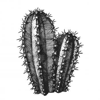 Cereus Hildmannianus Cactus Hand Drawn Vector. Sharp Spines Cactus Tree-like Growth Habit With Distinct Trunk After Which It Branches Freely Up. Designed In Retro Style Mockup Monochrome Illustration