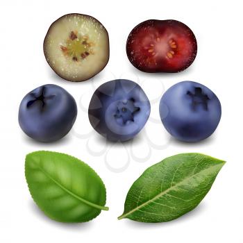 Blueberry And Huckleberry Berries Food Set Vector. Juicy Blueberry Bio Fruit And Green Leaves. Diet Eatery Nutrient Vegetarian Dessert Harvested From Nature Bush Template Realistic 3d Illustrations