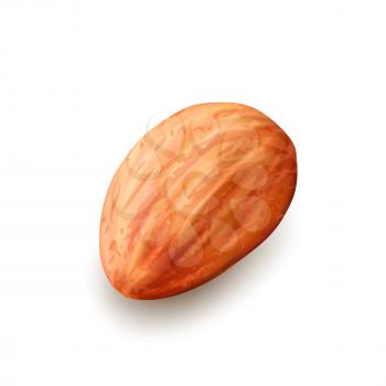 Almond Nut Kernel Delicious Natural Food Vector. Organic Almond Nut Diet Raw Vegetarian Nutrition. Healthcare Garden Seasonal Tree Plant Harvest Snack Template Realistic 3d Illustration