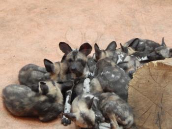A flock of hyenas in the aviary on the floor
