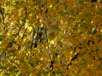Texture of the autumn foliage of trees