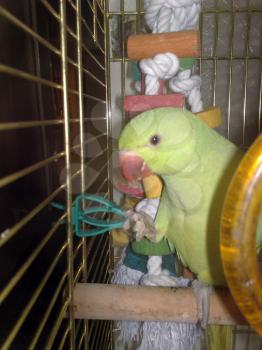 The parrot sits in a cage
