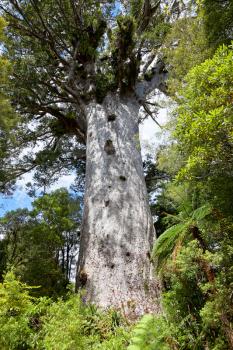 Kauri Tree (Agathis australis)