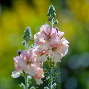 Matthiola incana Blooming in an English Garden
