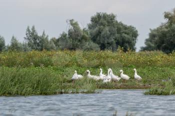 Roman Tufted Geese in the Danube Delta