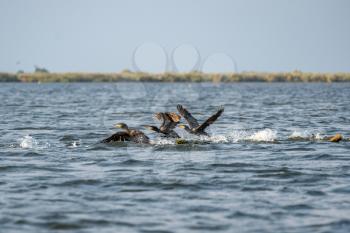 Great Cormorants (phalacrocorax carbo) in the Danube Delta