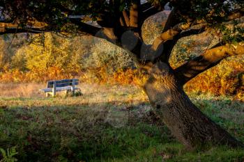 Autumn Sunshine on an Oak Tree in the Ashdown Forest