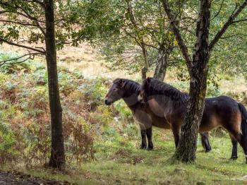 Exmoor Ponies in the  Ashdown Forest in Autumn