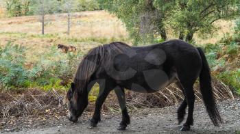 Exmoor Pony in the  Ashdown Forest in Autumn