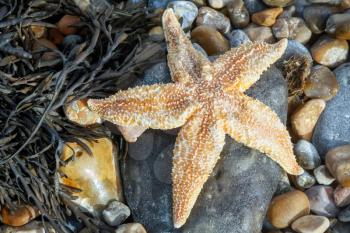Common Starfish (Asterias Rubens) Washed Ashore at Dungeness