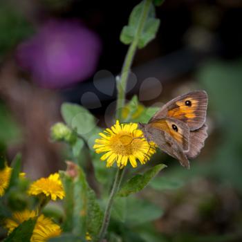 Meadow Brown Butterfly (Maniola jurtina) feeding on a Common Fleabane (Pulicaria dysenterica) flowering near Ardingly Reservoir in Sussex