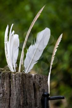 White feathers stuck in a rotting wooden gatepost