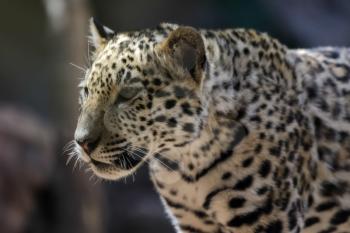 Jaguar at Loro Parque Zoo