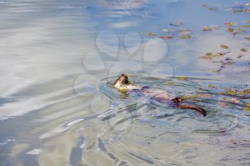 Eurasian Otter (Lutra lutra) Doing the Backstroke