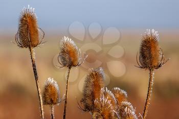 Frost Tipped Teasels (Dipsacus)
