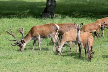 Herd of Red Deer (Cervus elaphus)