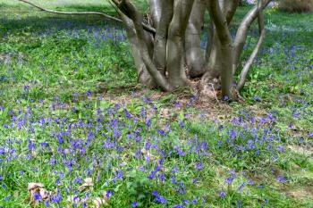 Bluebells in Full Bloom