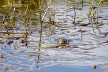 Marsh Frog at Rainham Marshes