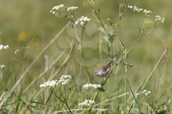 Common Whitethroat (Sylvia communis) hunting for food