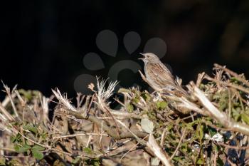 Hedge Accentor (Dunnock) in a hedge in Sussex