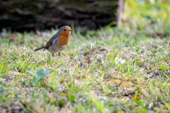 Robin looking alert in the grass on a spring day
