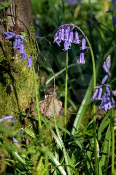 A clump of Bluebells flowering in the spring sunshine