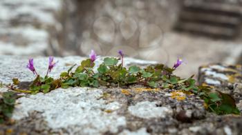 Ivy-leaved Toadflax (Cymbalaria muralis) growing on a wall in Pembroke