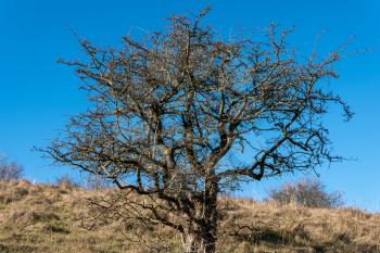 Hawthorn tree in winter against a brilliant blue sky