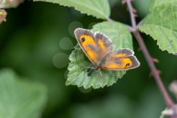 The Gatekeeper or Hedge Brown (Pyronia tithonus) butterfly resting on a leaf