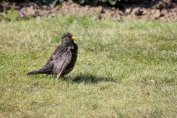 Blackbird (Turdus merula) in the grass