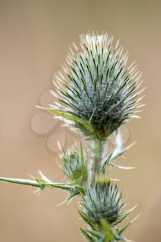 Thistle bud almost ready to flower on a summer's day in Sussex
