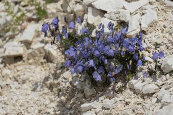 Bellflower (Campanula cochleariifolia) growing wild in the Dolomites