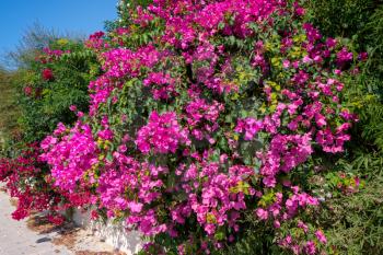 A large Bougainvillea (bougainvillea glabra) shrub flowering profusely in Cyprus