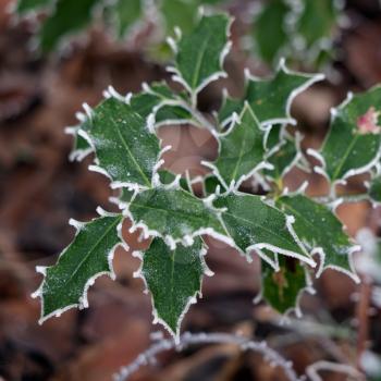 Holly (Ilex) leaves covered with hoar frost in winter