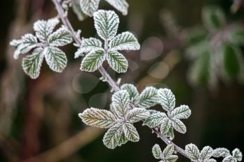 Close up of some Blackberry leaves covered with hoar frost