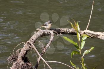 Juvenile Yellow Wagtail (Motacilla flava) resting on a branch by the River Rother in Midhurst