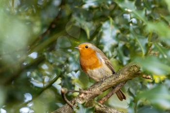 Robin looking alert in a tree on the first day of autumn