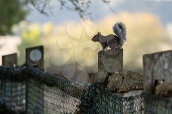 Grey Squirrel (Sciurus carolinensis) resting on a fence post