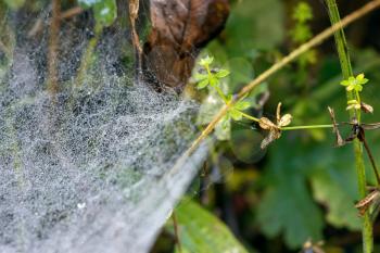 Spiders webiders web glistening with water droplets from the dew