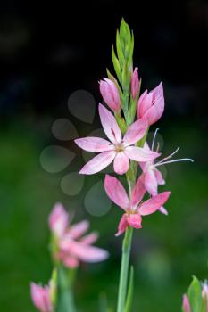 Kaffir Lily, Crimson Flag Lily (Hesperantha coccinea)