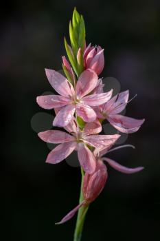 Kaffir Lily, Crimson Flag Lily (Hesperantha coccinea)