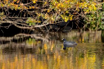 Coot swimming in golden reflections in Cripplegate Lake