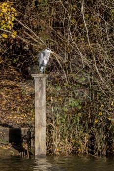 Grey Heron standing on a wooden post by a lake in sussex