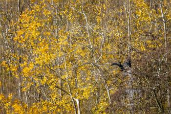 Cormorant with open wings in the trees above Cripplegate Lake