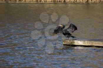 Cormorant with open wings at Cripplegate Lake