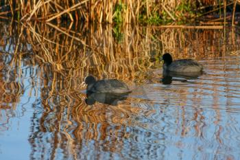 A pair of Coots