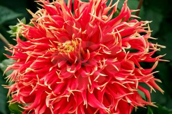 A magnificent red dahlia in Butchart Gardens Brentwood Bay near Victoria Vancouver Island