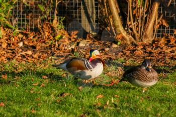 A pair of Wood Ducks (aix sponsa) enjoying the golden winter sunshine